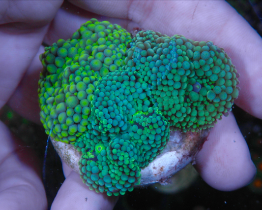 Lime & Aquamarine Ricordea Yuma Coral Reef - Reef Gardener