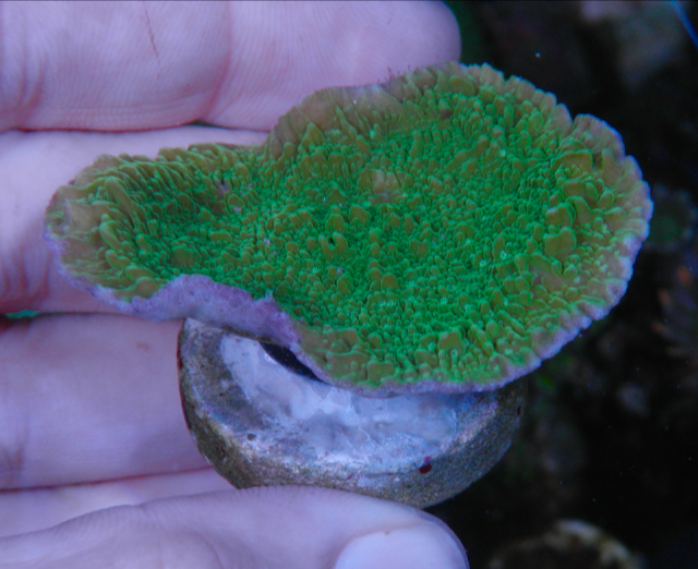 Green Purple Rim Montipora Aquarium 2 - Reef Gardener
