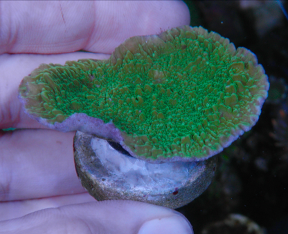 Green Purple Rim Montipora Aquarium 2 - Reef Gardener