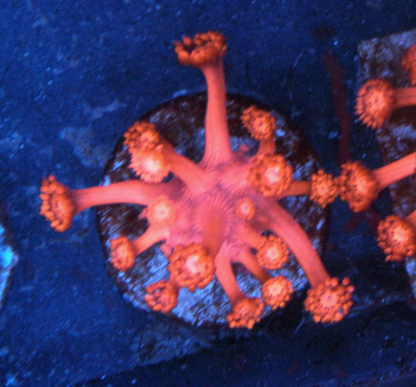 Cherry Blast Red Goniopora Coral LPS Reef Tank