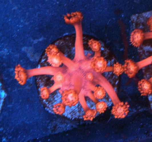 Cherry Blast Red Goniopora Coral LPS Reef Tank