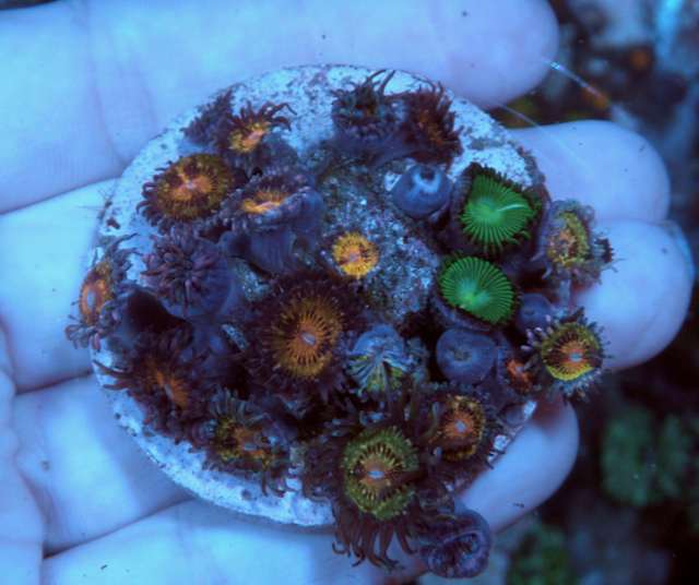 Big Pink Gold Zoanthids Aquarium Zoas 4