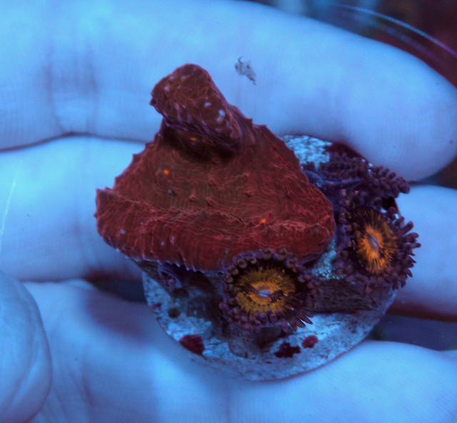 Diablo Chalice Pink Gold Zoanthids Aquarium Coral 2