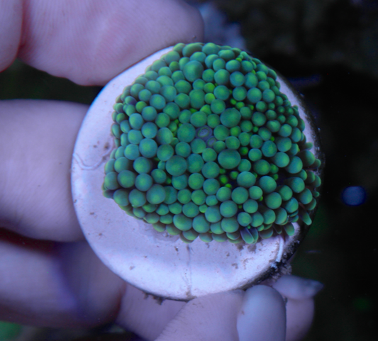 Aqua Lime Ricordea Yuma Coral - Reef Gardener