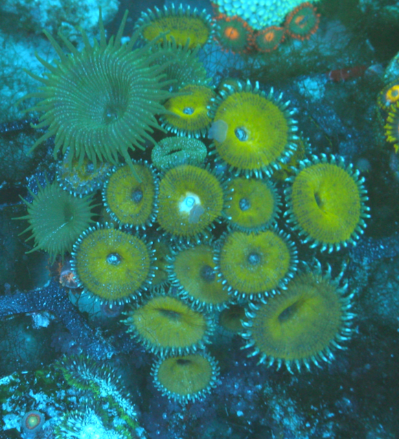 Nuclear Green Palythoa Zoanthids Big Coral Reef Beginner Softy