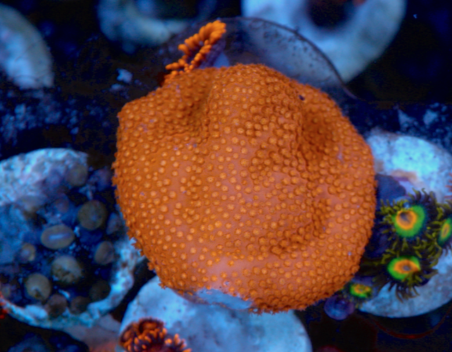 Blood Red Stylo Reef Aquarium Saltwater