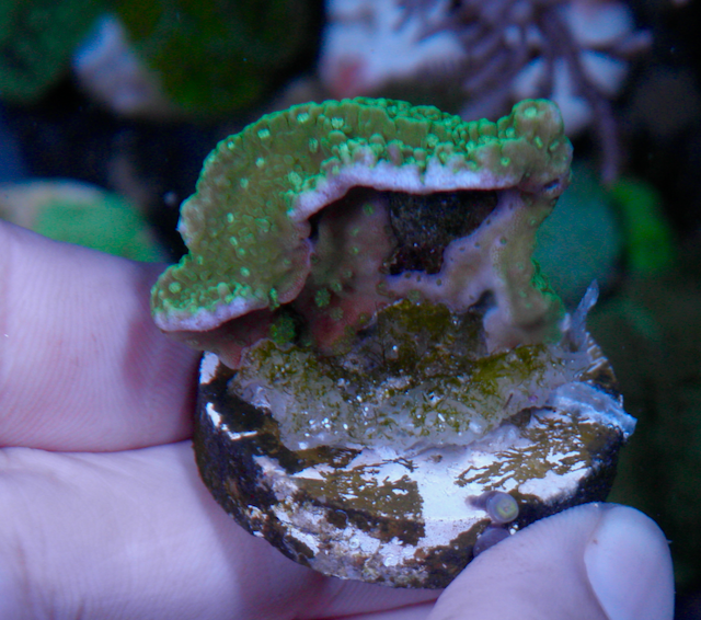 Green with Purple Rim Montipora Coral