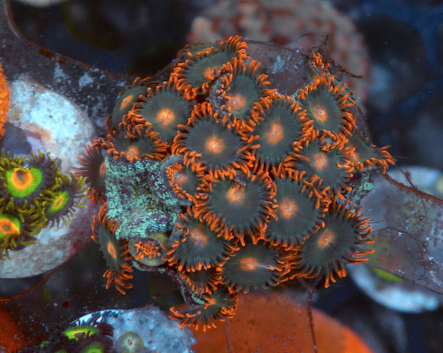 Mermaid Gatorade Orange Zoanthids Zoas Coral Reef 3