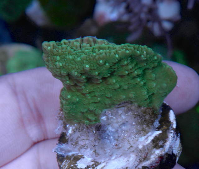 Green with Purple Rim Montipora Coral