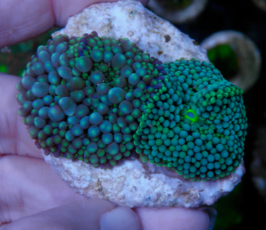 Turquoise Ricordea Yuma Coral Reef - Reef Gardener