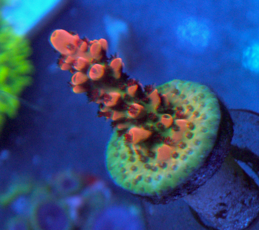 Cherry Passion Acropora SPS Coral Reef Aquarium