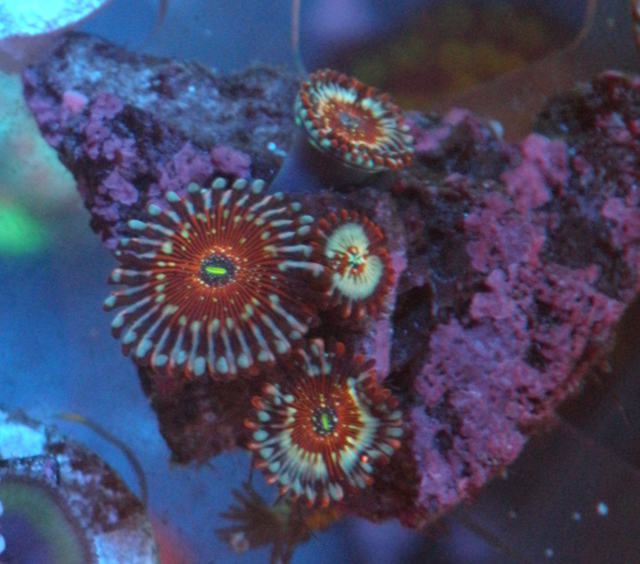 Seduction Orange Zoanthids Coral Reef Saltwater Aquarium