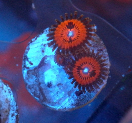 Bloodsucker Pink Red Zoanthids Coral Reef Aquarium