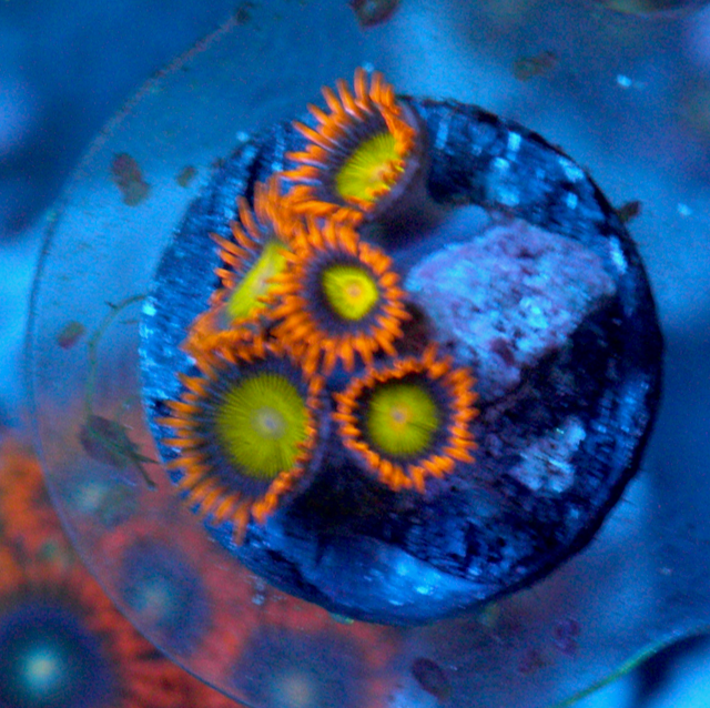 Mandarin Orange Zoanthids Zoas Coral Reef
