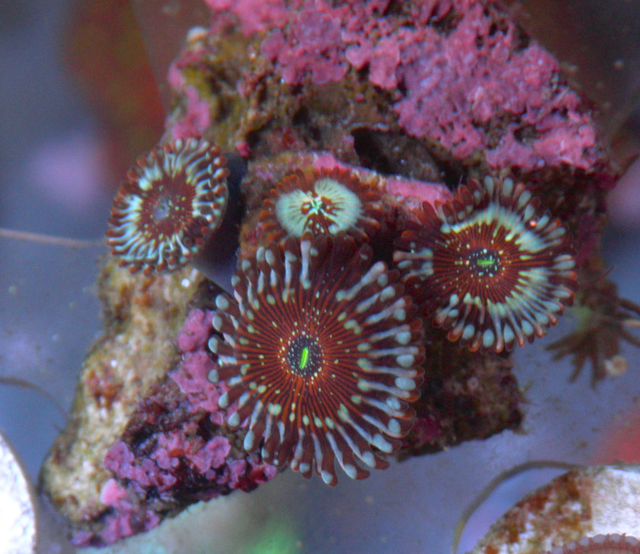 Seduction Orange Zoanthids Coral Reef Saltwater Aquarium
