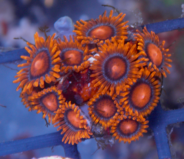 Bambam Orange Gatorade Zoanthids Coral Reef Aquarium 2