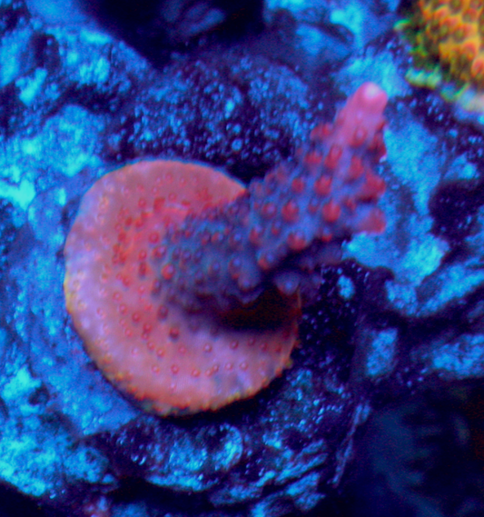 Devil's Wand Acropora Sps Coral Reef Aquarium