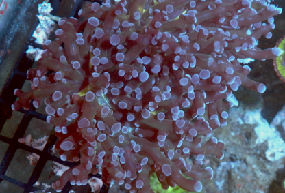 Rose Violet Tips Frogspawn Aquarium 2