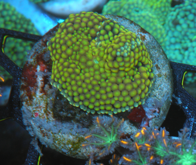 Lemon Lime Ricordea Yuma Coral