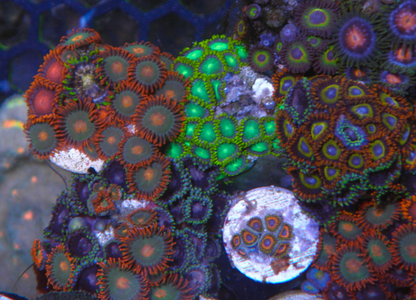 Strawberry Neon Fruit Loop Zoanthids Coral Reef