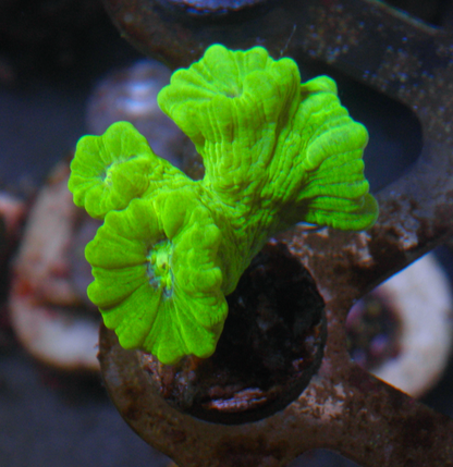 Kryptonite Trumpet LPS Coral Reef Aquarium