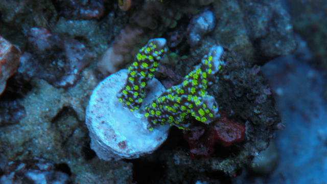 Tubb's Alien Green Montipora SPS Aquarium