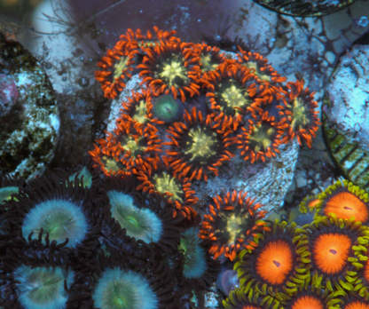 Orange Star Zoanthids Coral Reef - Reef Gardener