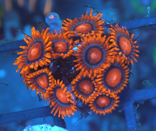 Bambam Orange Gatorade Zoanthids Coral Reef Aquarium 2