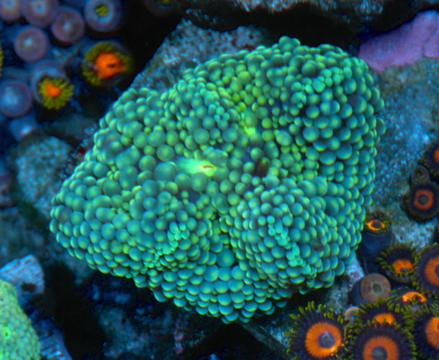 Aquamarine Green Ricordea Yuma Coral Reef