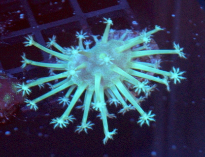 Ultra Toxic Leather Coral Saltwater Aquarium 2