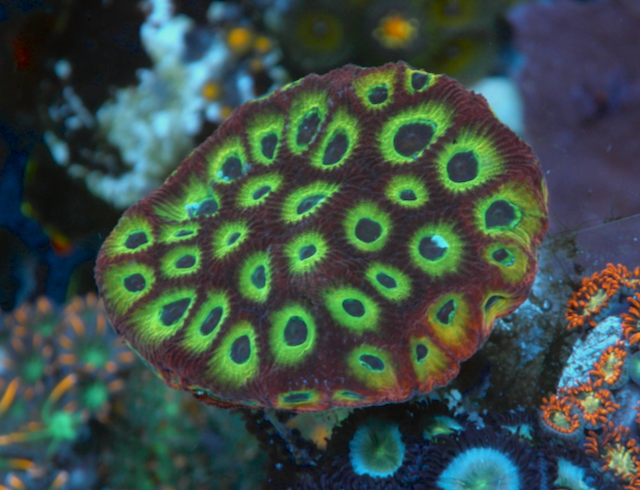 Spicy Lemon Favia Reef Aquarium LPS Coral
