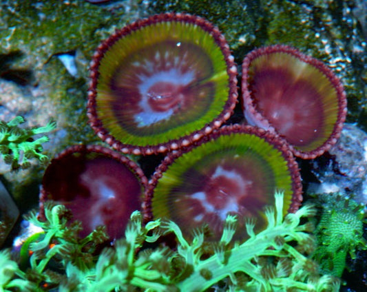 Neon Green Palythoa Grandis Cinnamon Polyps Zoanthids Aquarium Reef