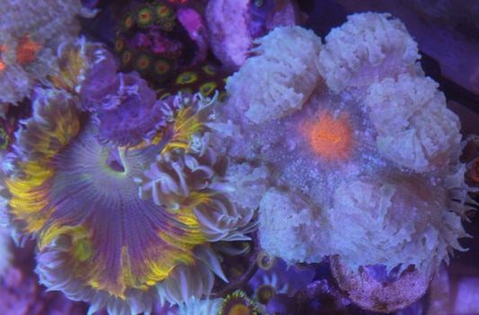 Snow Queen Flower Anemone Coral Reef Saltwater Aquarium