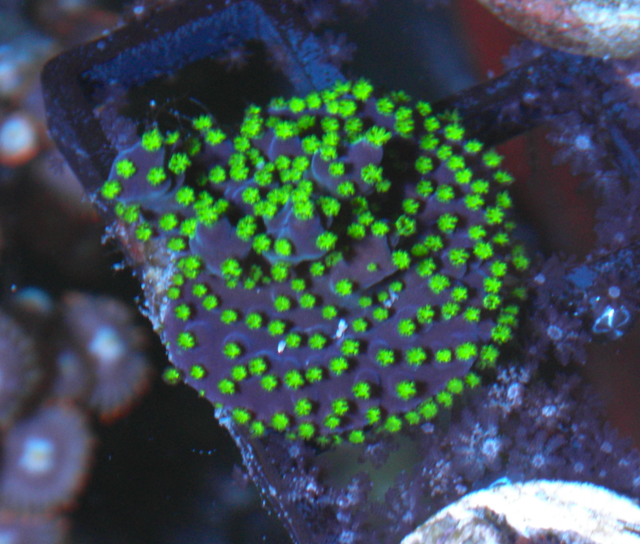 Bali Purple Bonsai Acropora SPS Coral 2