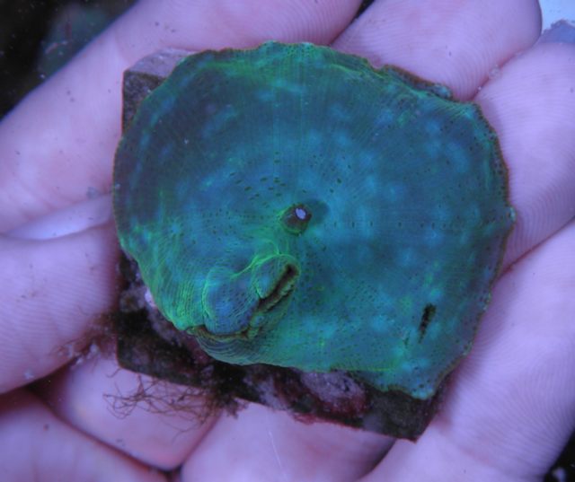 Aquamarine Turquoise Discosoma Mushrooms Aquarium