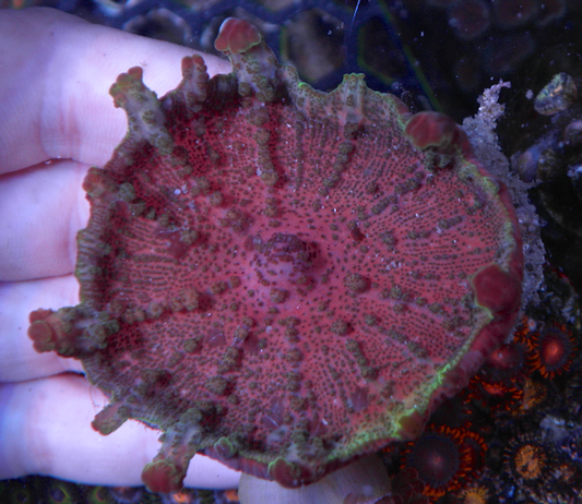 Ruby Neglecta Umbrella Mushroom Coral Reef