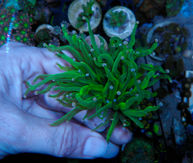 Cotton Candy Pink Tip Torch Coral Coral Reef Aquarium