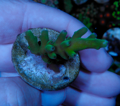 WWC Yellow Tips Blue Acropora Tortuosa SPS