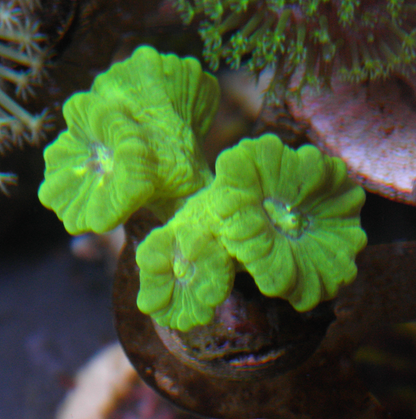Kryptonite Trumpet LPS Coral Reef Aquarium