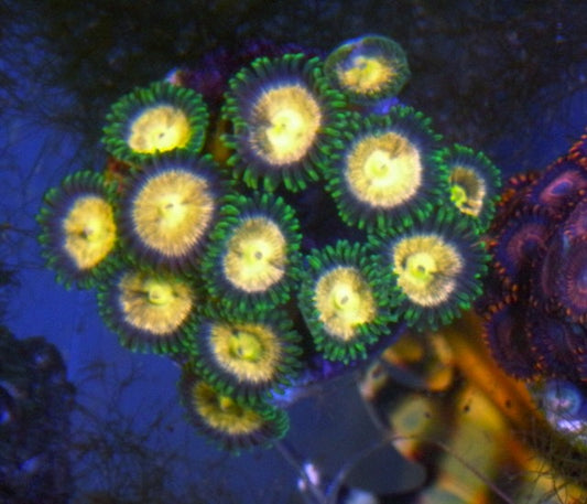 Laser Lemon Yellow Zoanthids Coral Reef Aquarium 2