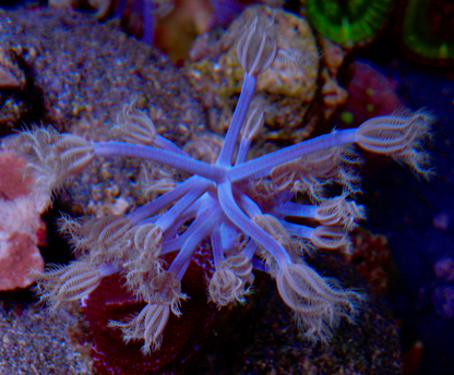 Blue Violet African Cespitularia Xenia Soft Coral Medium