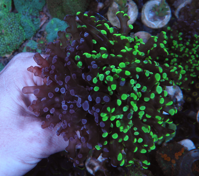 50/50 Split Neon Bicolor Violet Frogspawn Coral Reef