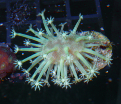 Ultra Toxic Leather Coral Saltwater Aquarium 2