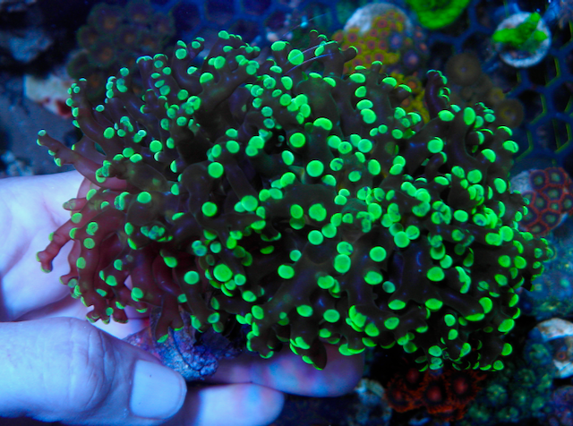 Neon Space Invader Frogspawn Coral - Reef Gardener