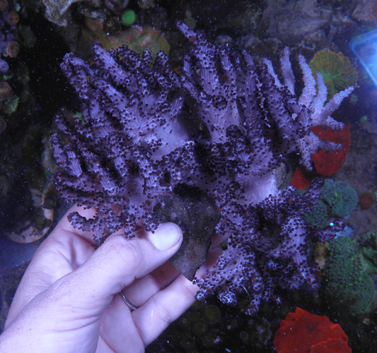 Cookies Cream Devil's Hand Leather Coral Reef 3