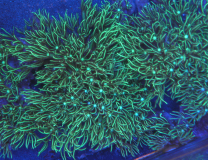 Big Mint Green Glow Star Polyps Zoanthids Coral Reef