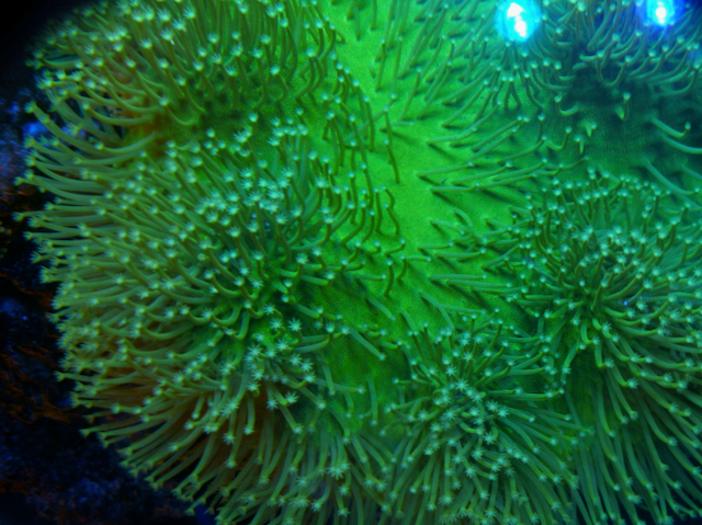 Ultra Toxic Leather Coral Saltwater Aquarium 2