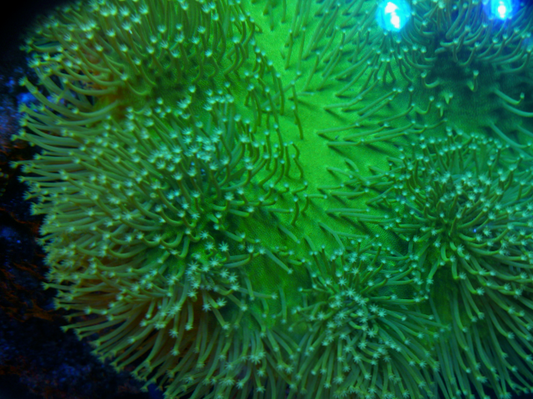 Ultra Toxic Leather Coral Saltwater Aquarium