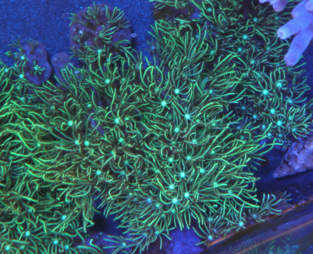 Big Mint Green Glow Star Polyps Zoanthids Coral Reef