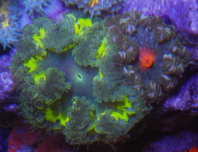Sour Apple Green Flower Rock Anemone Coral Reef Aquarium